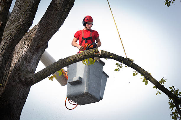Best Tree Mulching  in Glide, OR